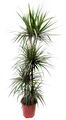 Dracaena Marginata